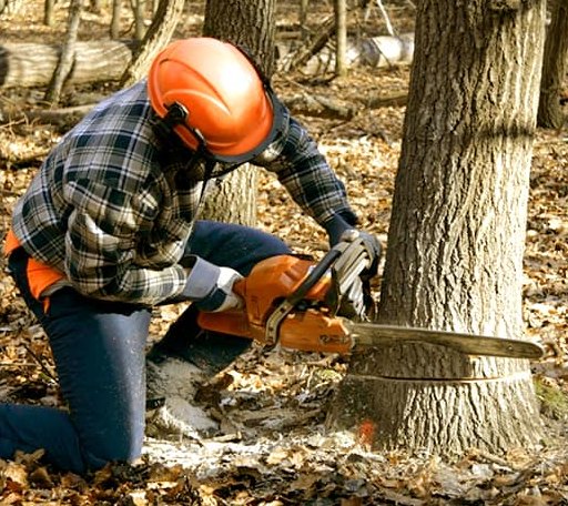 Tree Removal in Windthorst, TX